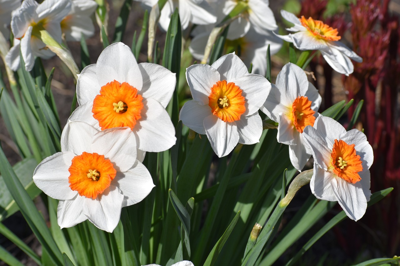 Нарцисите: пролетна поезия