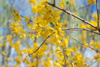  Жасмин: ароматна магия 