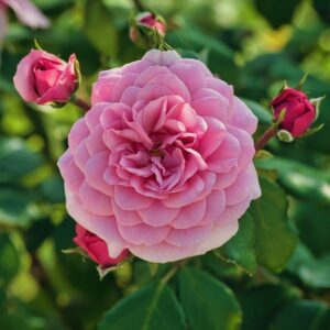 Розата: символ на любов и елегантност