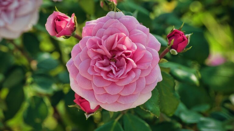 Розата: символ на любов и елегантност