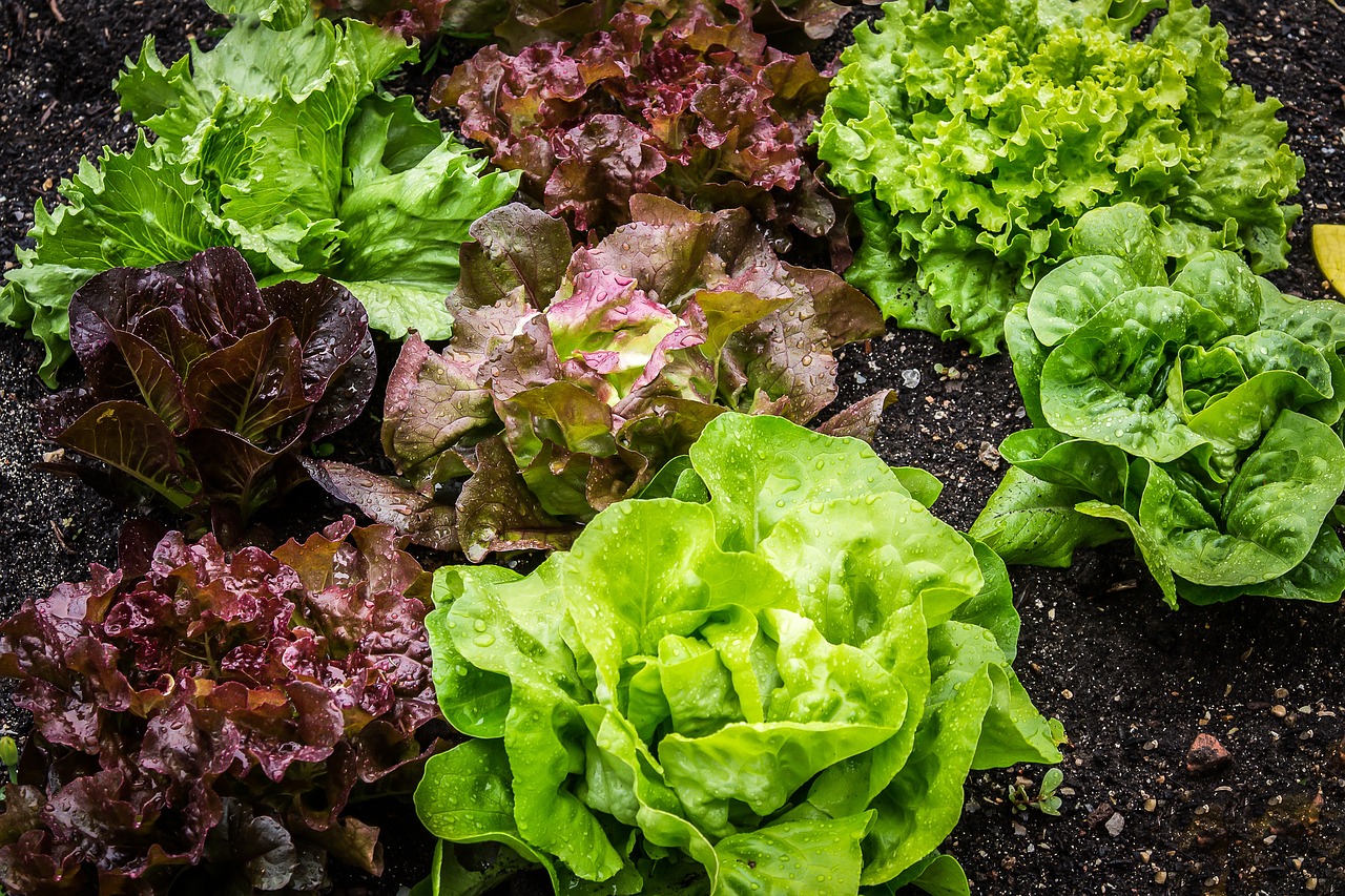 В градината си може да създадете плодороден оазис от витамини