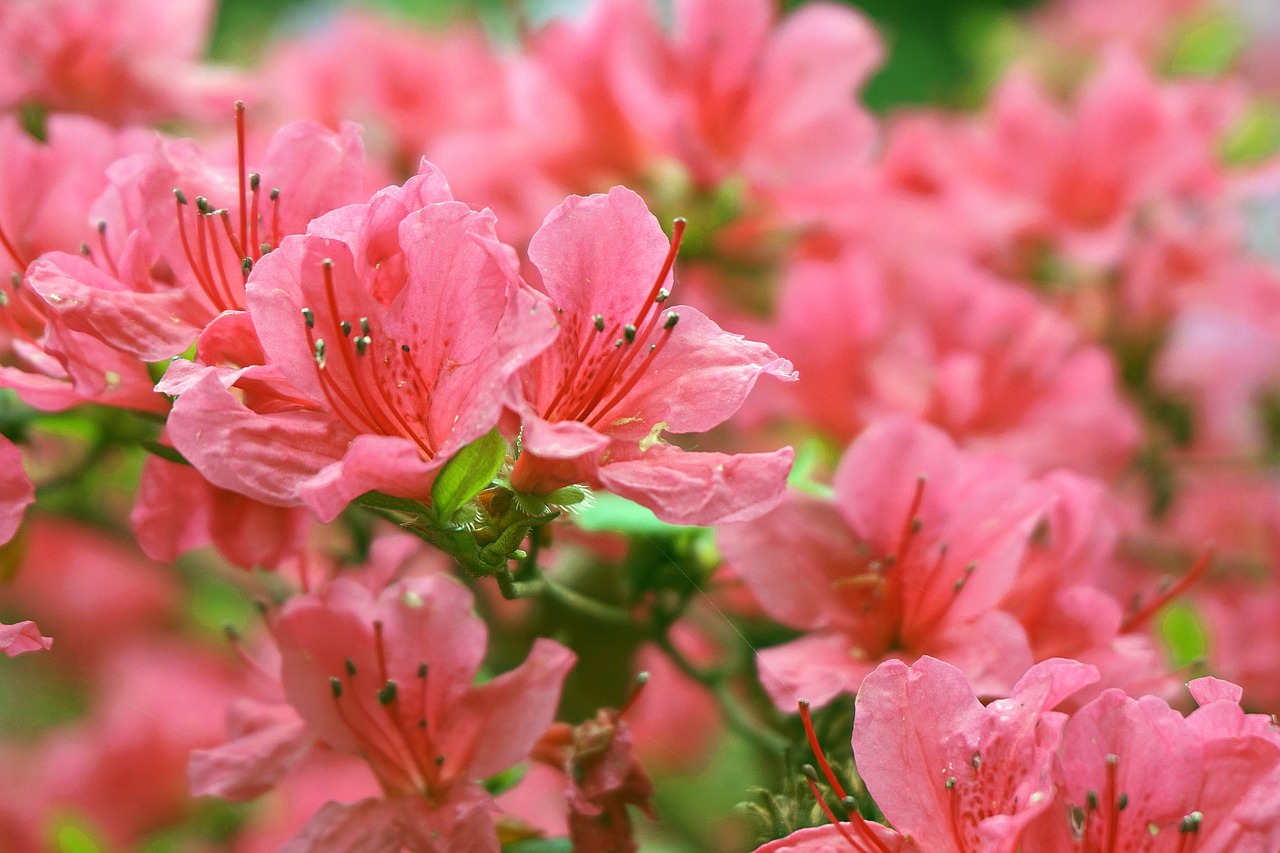 Азалията член на семейство Ericaceae и род Rhododendron е великолепно