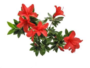  Азалията: знак на непорочност и любов 