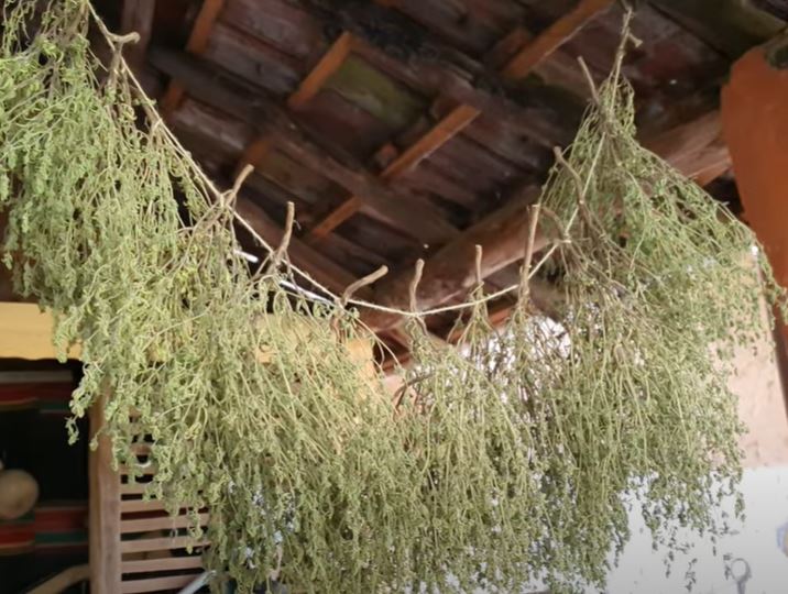 Балканската чубрица е многогодишно тревисто растение от семейство Устноцветни, достигащо