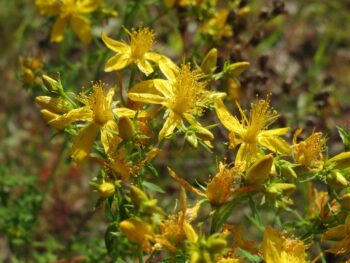 Жълтият кантарион: неизчерпаемият свят на билките