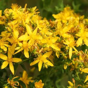 Жълтият кантарион: неизчерпаемият свят на билките