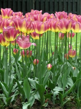 Лалетата: цветна палитра в градината