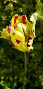 Лалетата: цветна палитра в градината