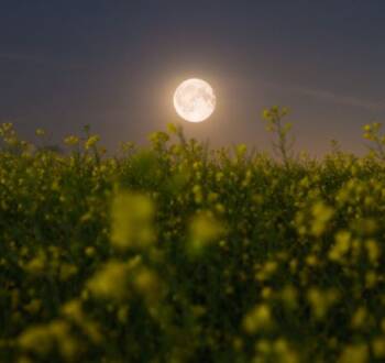  Сеене на семена съгласно Лунния календар 