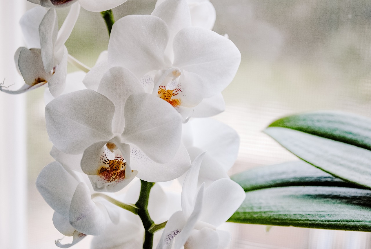 Орхидеите: красота, символика и грижи