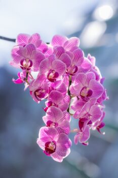 Орхидеите: красота, символика и грижи