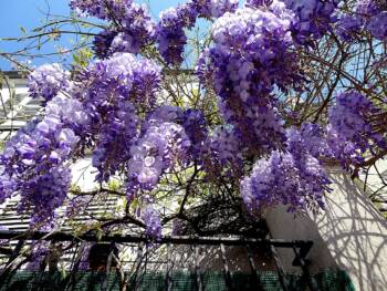  Глицинията: пъстър шедьовър 