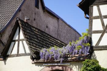  Глицинията: пъстър шедьовър 