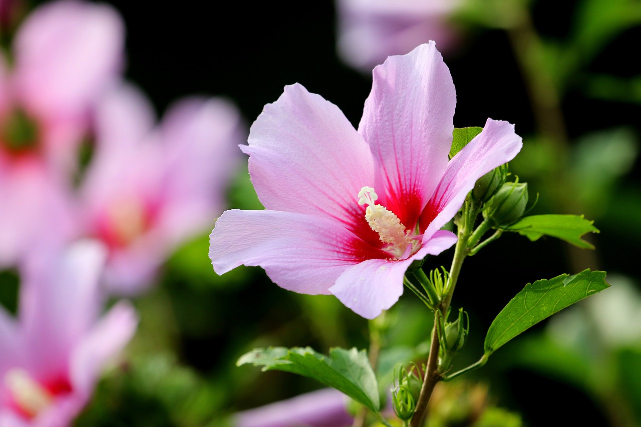 Хибискусът Hibiscus е прекрасно цветно растение което придава екзотичен вид