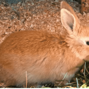 10 начина да покажете на заека си, че го обичате, за зайците