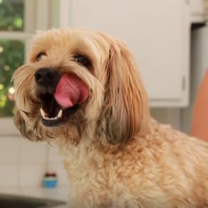 3 съвета как успешно да измиете зъбите на кучето си