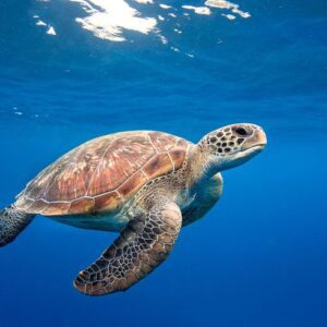 8 невероятни факта за костенурките