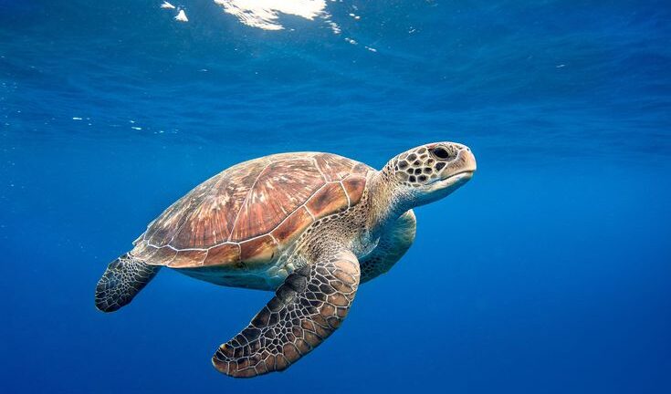 8 невероятни факта за костенурките