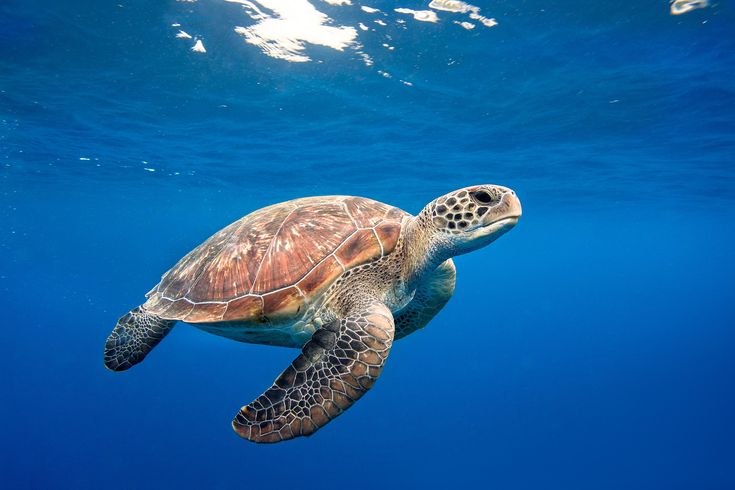 Костенурките са абсолютно невероятни същества Знаете ли че морските костенурки