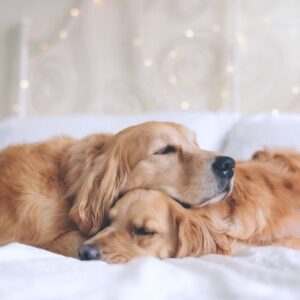 7 фактора, които влияят на съня на кучето