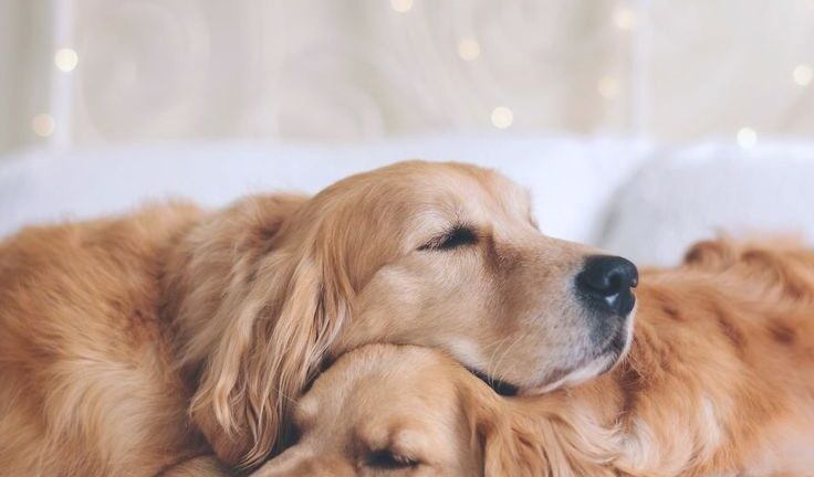 7 фактора, които влияят на съня на кучето