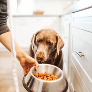 6 начина да накараме злоядо куче да яде
