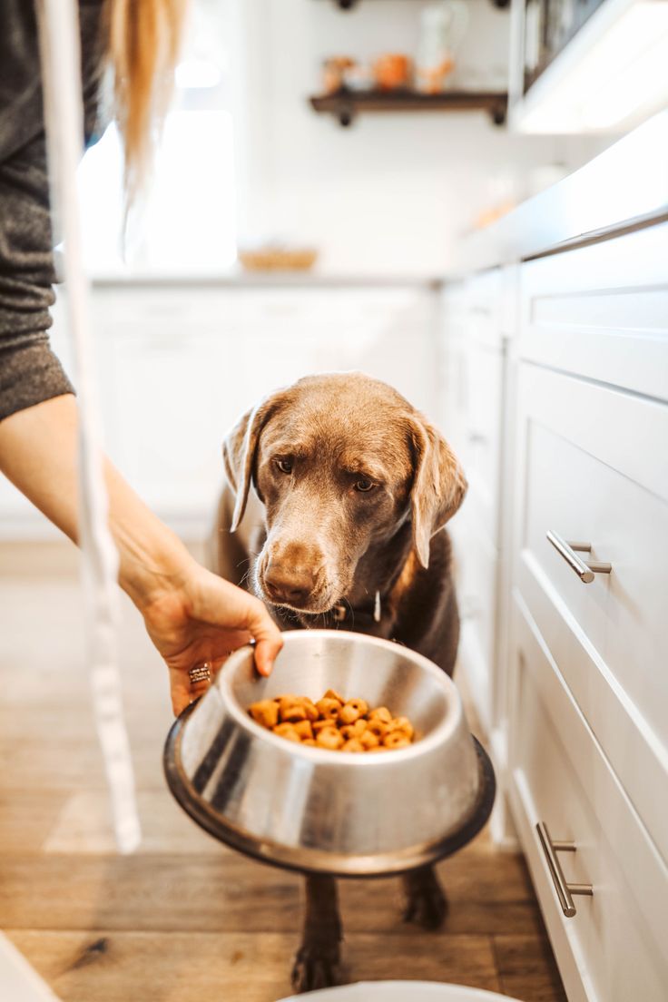 6 начина да накараме злоядо куче да яде