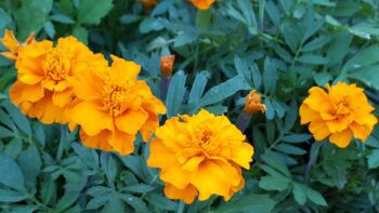 Тагетис: цветен аромат за защита от вредители