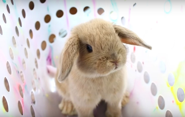 Вътре или навън зайците са по-щастливи?