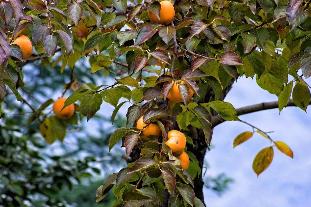  Какво лекува райската ябълка 