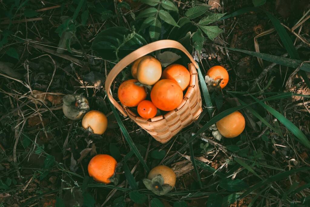  Какво лекува райската ябълка 