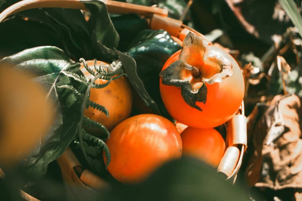  Какво лекува райската ябълка 