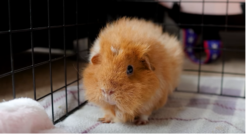  морски свинчета, морските свинчета 