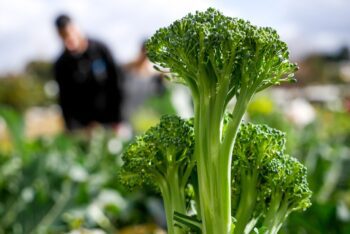 Отглеждане на зеленчукови култури: Броколи