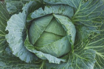 Отглеждане на зеленчукови култури: Зеле