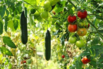 Отглеждане на зеленчукови култури: Краставици