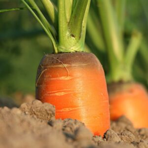 Отглеждане на зеленчукови култури: Моркови