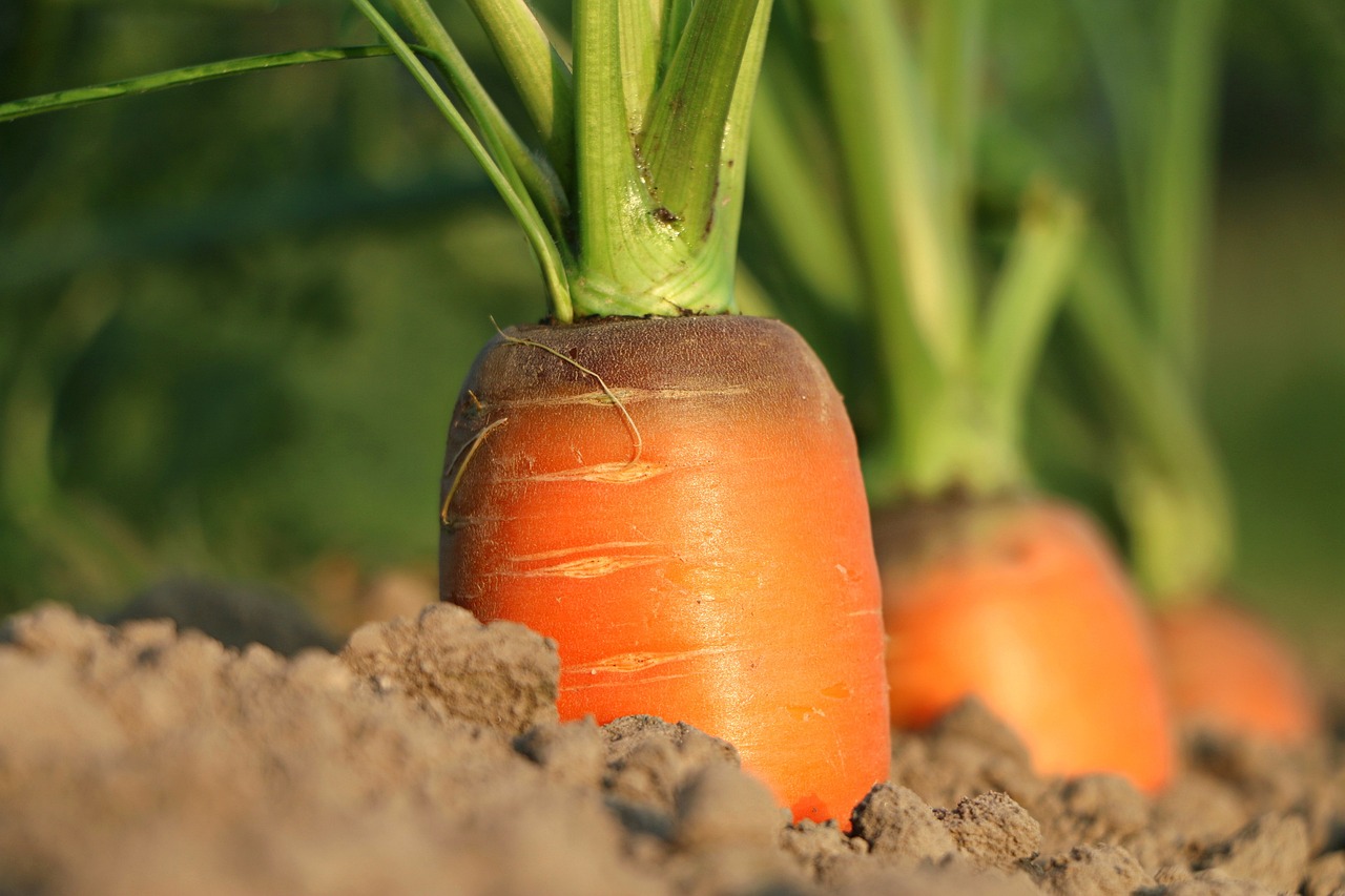 Морковите предпочитат относително прохладни климатични условия Семената започват да поникват