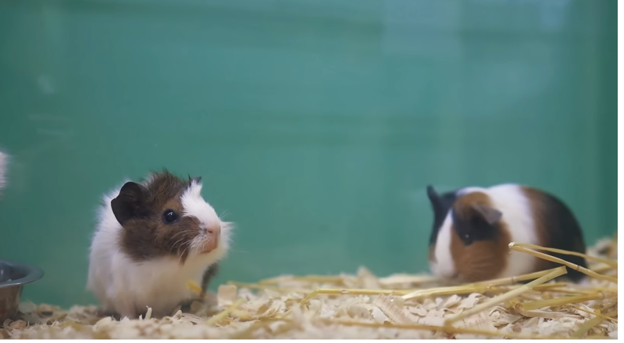  морски свинчета 