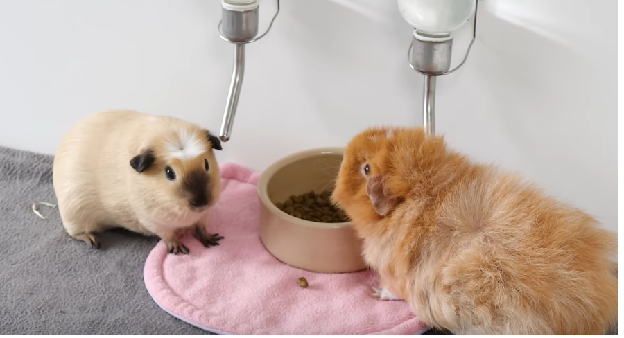  Мъжки и женски – всичко, което би трябвало да морски свинчета знаете 