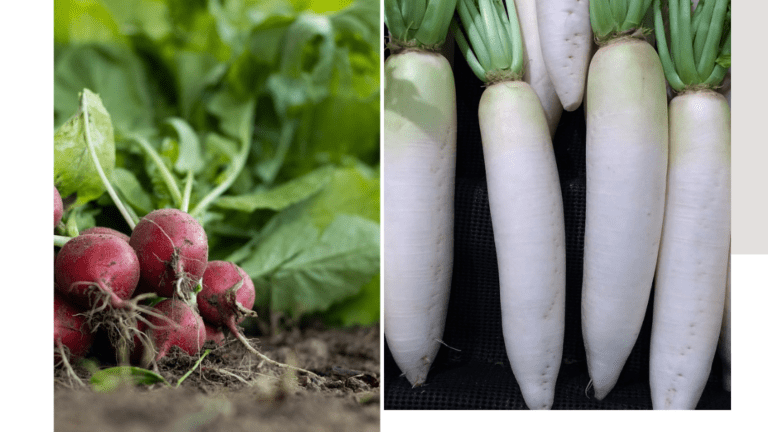 Отглеждане на зеленчукови култури: Репички и ряпа