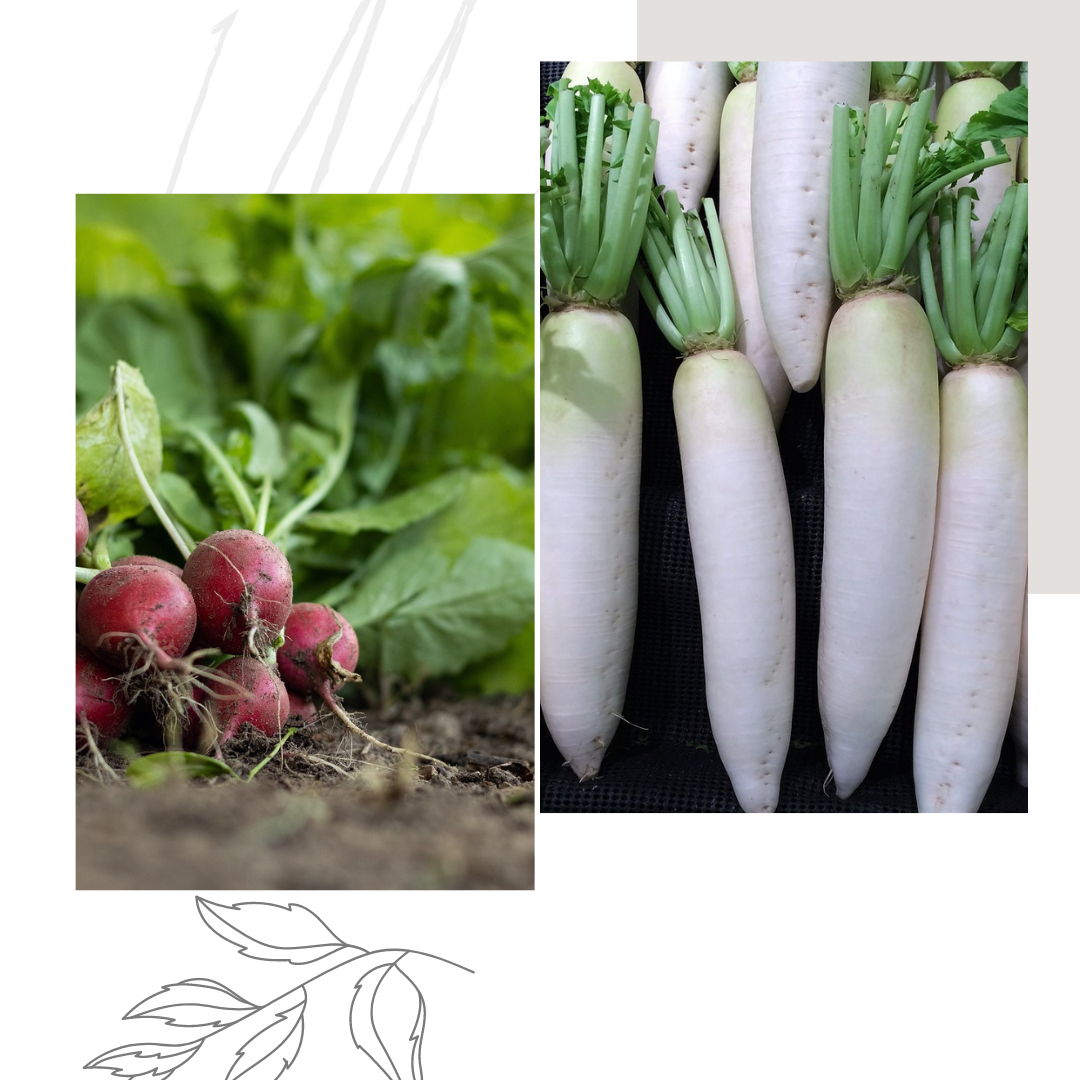 Отглеждане на зеленчукови култури: Репички и ряпа