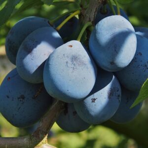 Отглеждане на овощни дръвчета: Синя слива