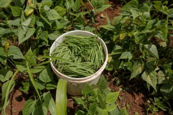 Отглеждане на зеленчукови култури: зелен фасул