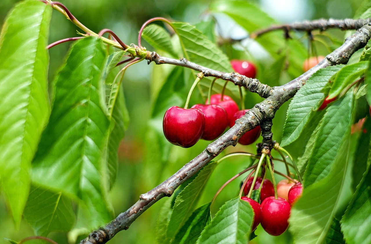 Черешата принадлежи към рода Prunus и има интензивен и приятен