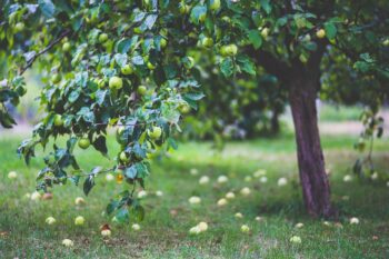 Отглеждане на овощни дръвчета: Ябълка