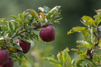 Отглеждане на овощни дръвчета: Ябълка