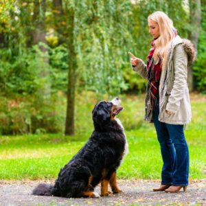 5 основни команди, на които да научите кучето си