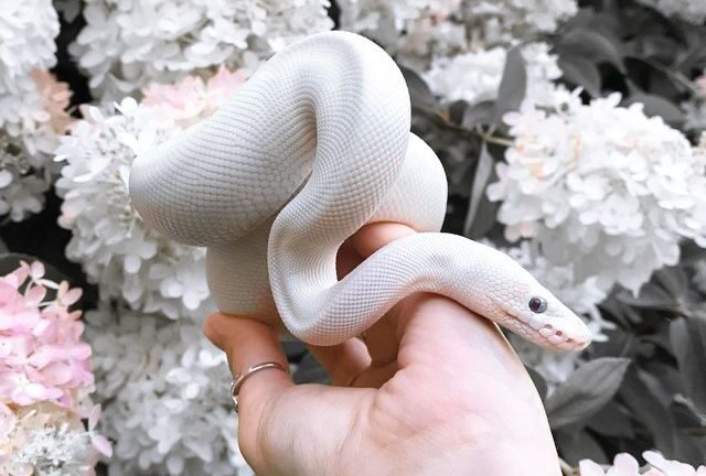 8 впечатляващи факта за змиите