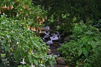 Брунгманзия: екзотичната красавица във вашия градински рай